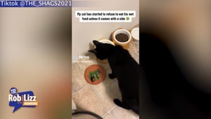 Cat Only Eats With A Side Salad