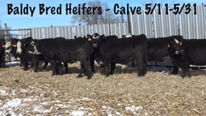 Lot #C1 - Bred Baldy Heifers - Orange Tags
