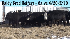 Lot #B1 - Bred Baldy Heifers - Yellow Tags