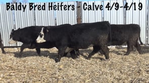 Lot #A1 - Bred Baldy Heifers - White Tags