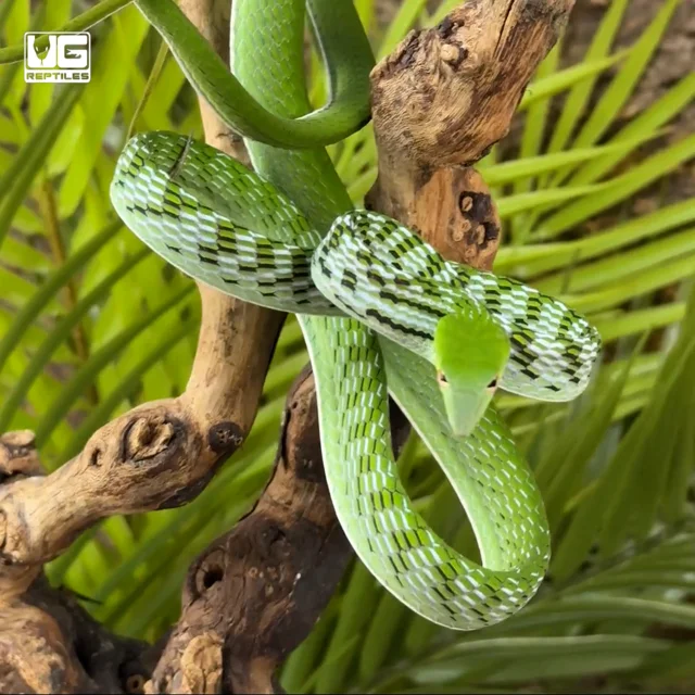 10 Astonishing Facts About Green Whip Snake 