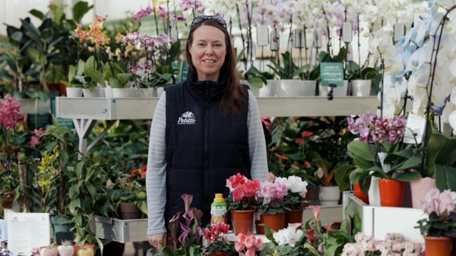 How to Grow and Care for Cyclamen