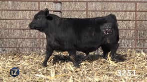 Lot #3251 - LZ CARRIED AWAY 3251
