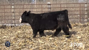 Lot #3700 - LZL DAKOTA OUTLAW 3700