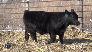 Lot #3871 - LZL COWBOY CUT 3871