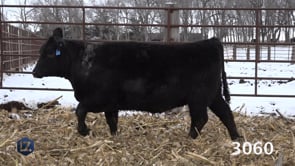 Lot #3060 - LZ BARDOLIER LADY 3060