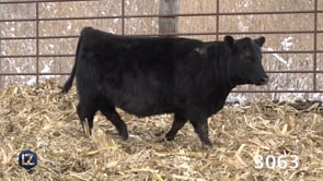 Lot #3063 - LZ EILEENMERE PRIDE 3063