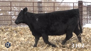 Lot #3102 - LZ GAMMER 3102