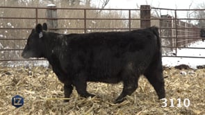 Lot #3110 - LZ EILEENMERE PRIDE 3110