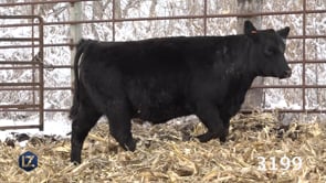 Lot #3199 - LZ EILEENMERE PRIDE 3199