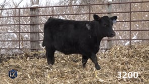Lot #3200 - LZ EILEENMERE PRIDE 3200
