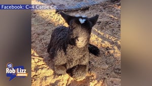 Lamb Born With WHAT