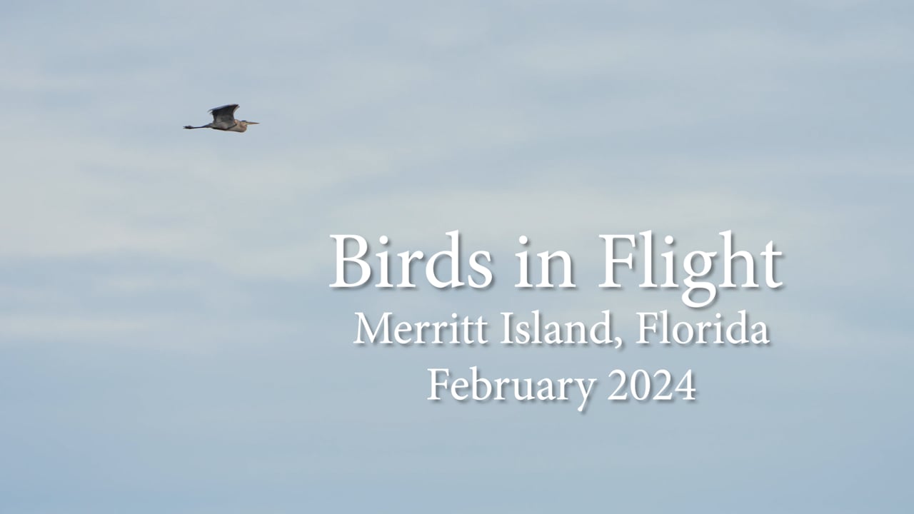 Birds in Flight - 4K slow-motion shot with Sony FX6