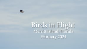 XDCAM Pro User Group