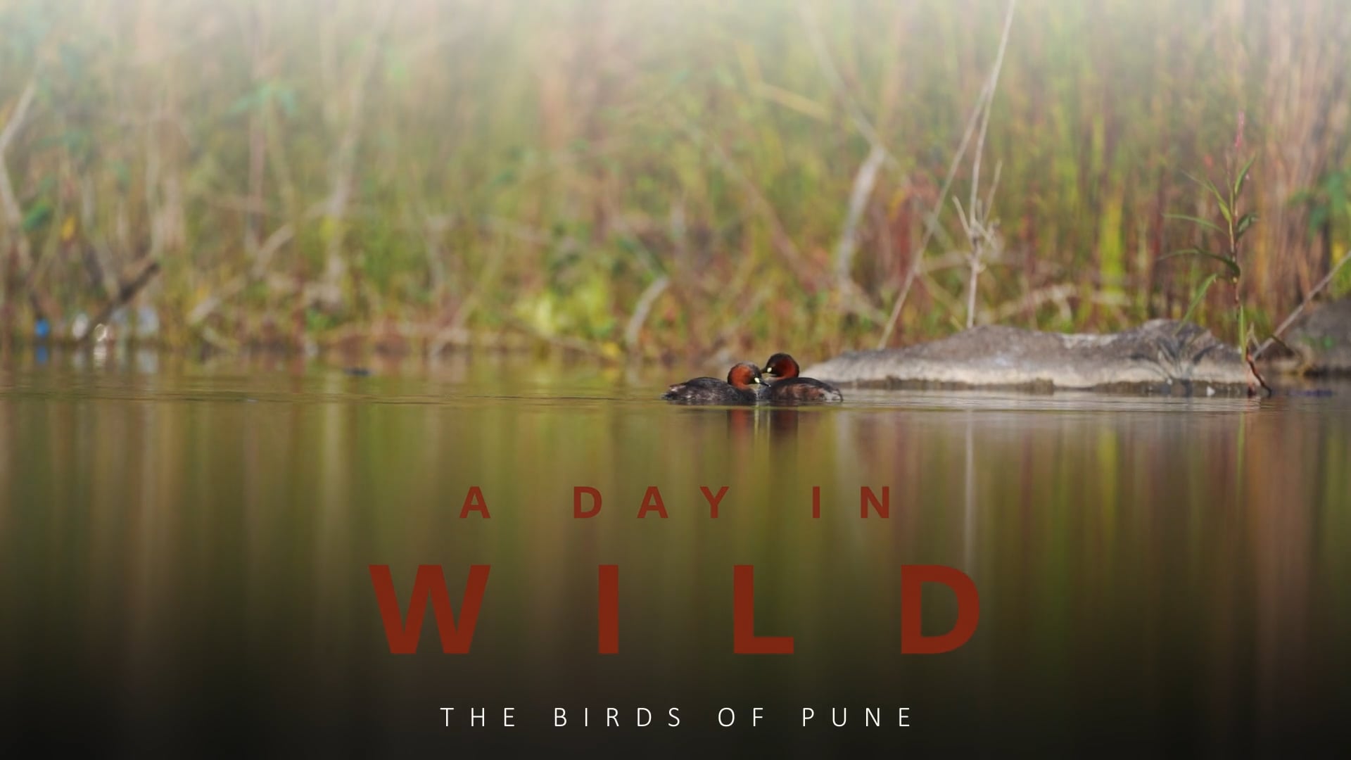 A DAY IN WILD ( THE BIRDS OF PUNE )