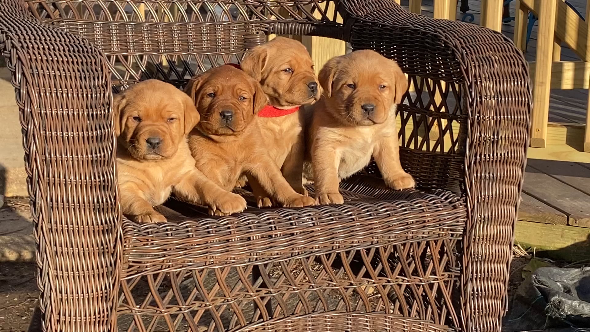 Our sales farm labradors