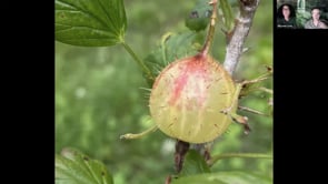 Allyson Levy and Scott Serrano – Low Maintenance Fruiting Plants from around the World