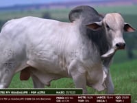 Lote 50