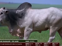 Lote 63