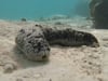 Newswise: ‘Janitors’ of the Sea: Overharvested sea cucumbers play crucial role in protecting coral