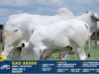 Lote QUELA EAO A6560