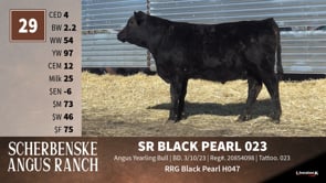 Lot #29 - *** OUT *** SR BLACK PEARL 023