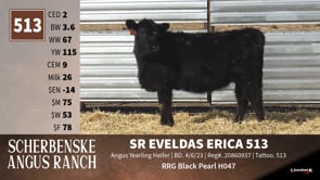 Lot #513 - SR EVELDAS ERICA 513