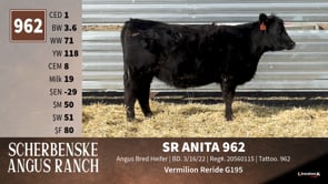 Lot #962 - SR ANITA 962