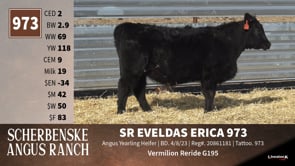 Lot #973 - SR EVELDAS ERICA 973