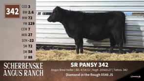 Lot #342 - SR PANSY 342