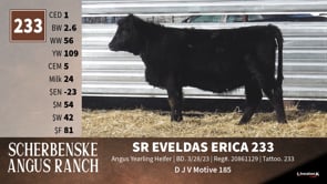 Lot #233 - SR EVELDASERICA 233