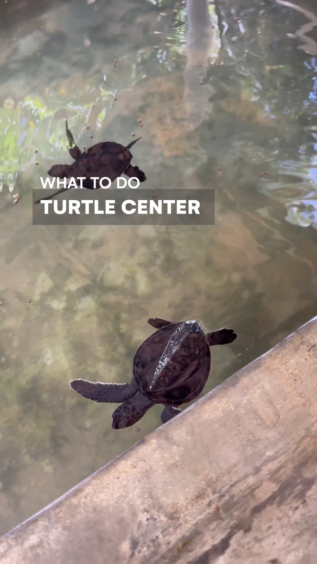 Turtle Centre