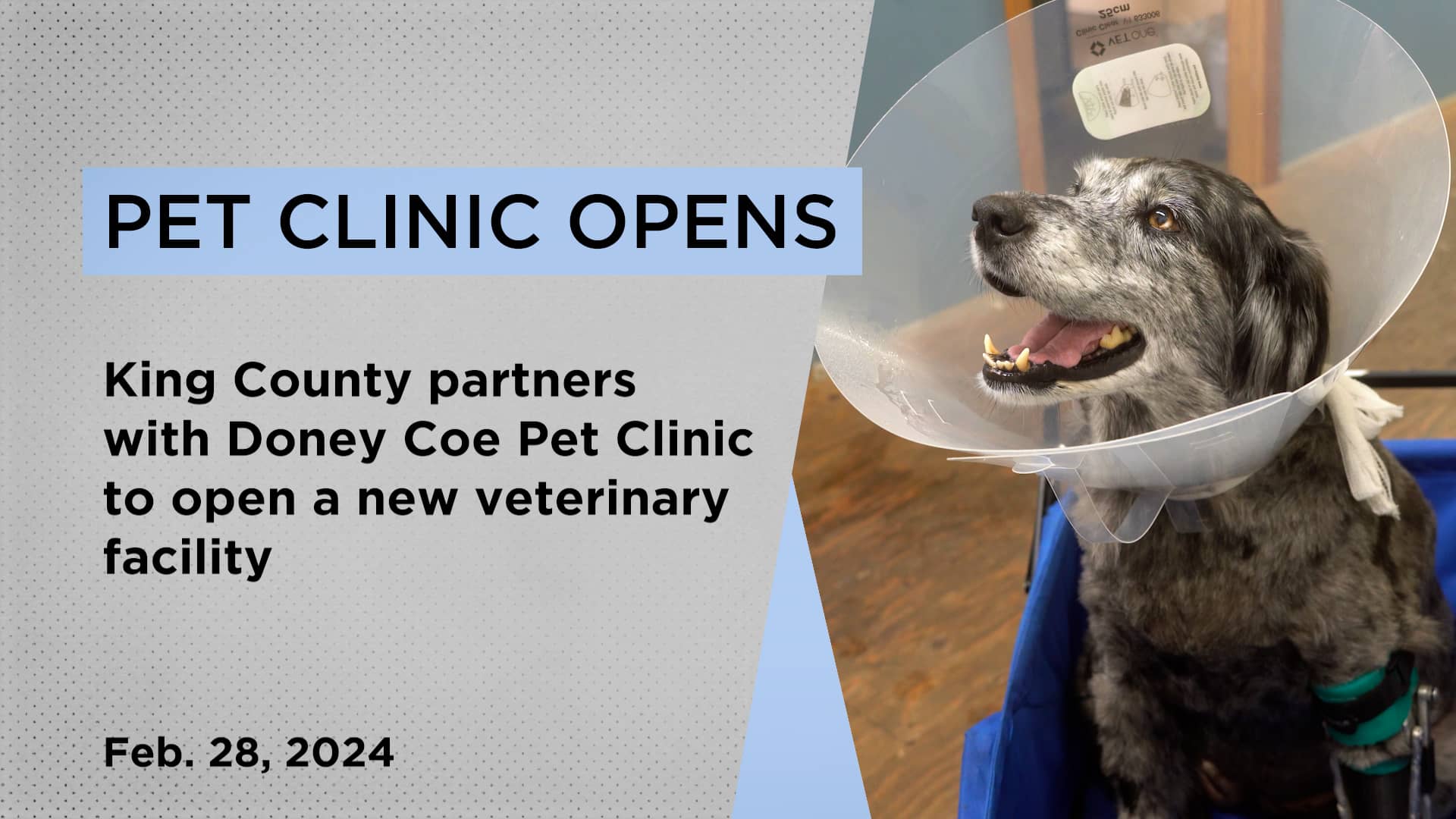 Press Conference Free veterinary care for low and homeless