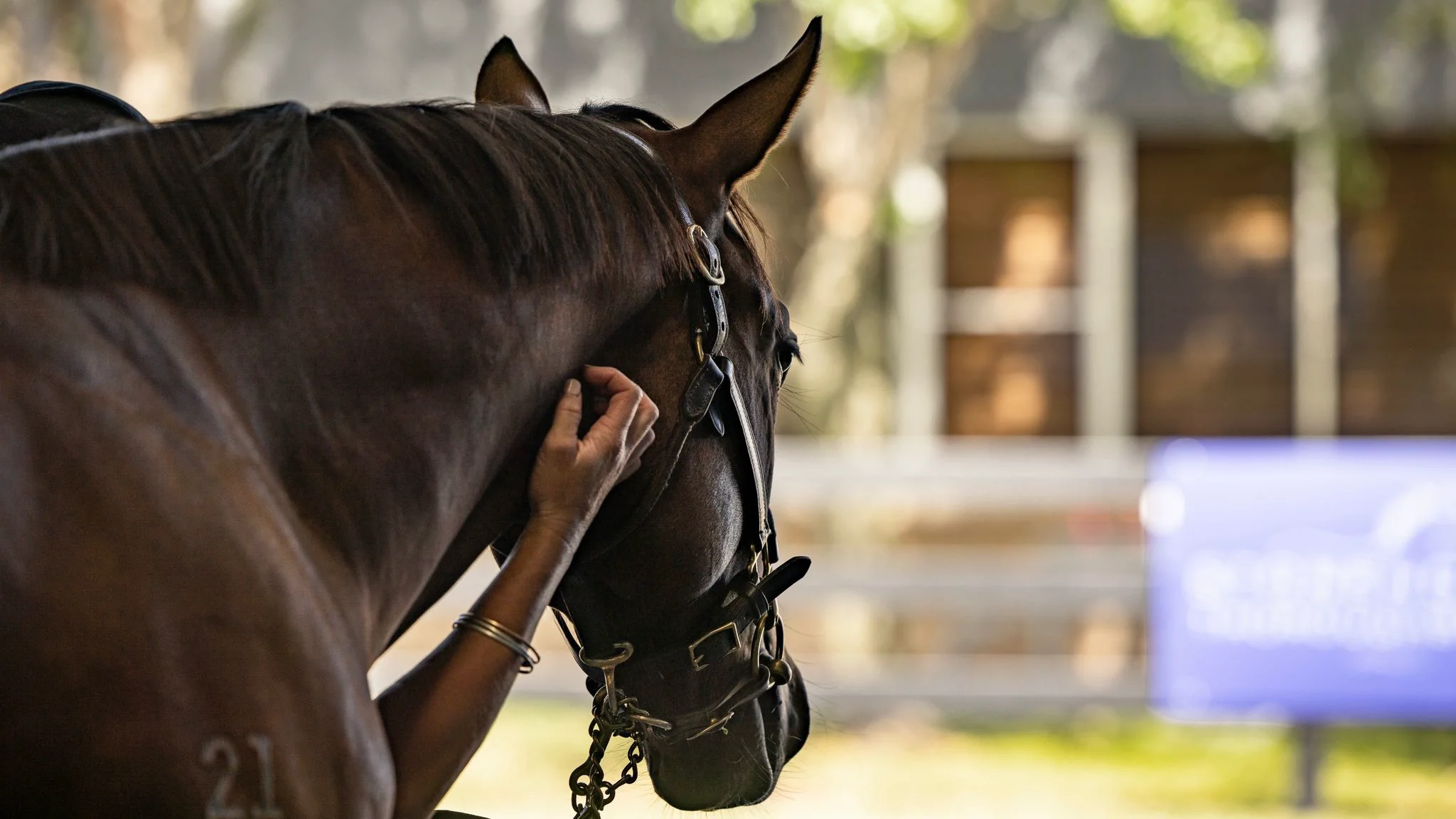 Inglis TV 2024 Inglis Premier Yearling Sale Preview on Vimeo