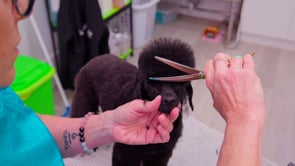 Microbite - Chucky sets a topknot in on a German trim