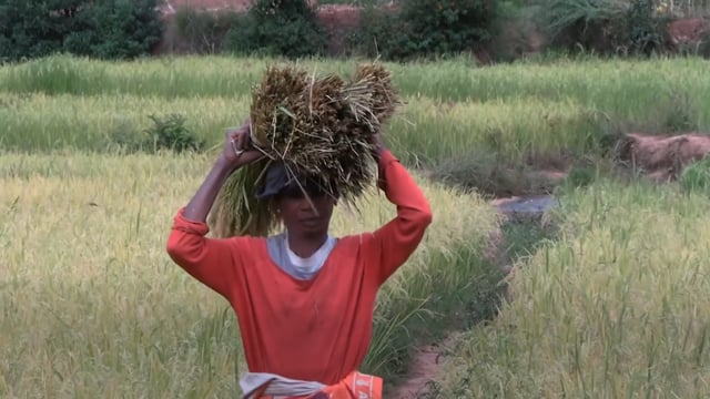 Le riz en mutation - Vidéo ePOP