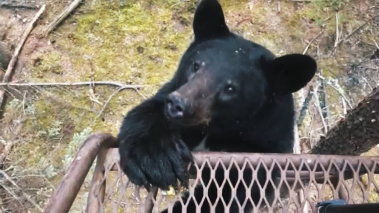 Bear on a ladder
