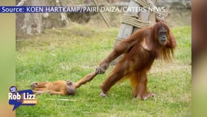 Baby Orangutan Gets Dragged By Mom