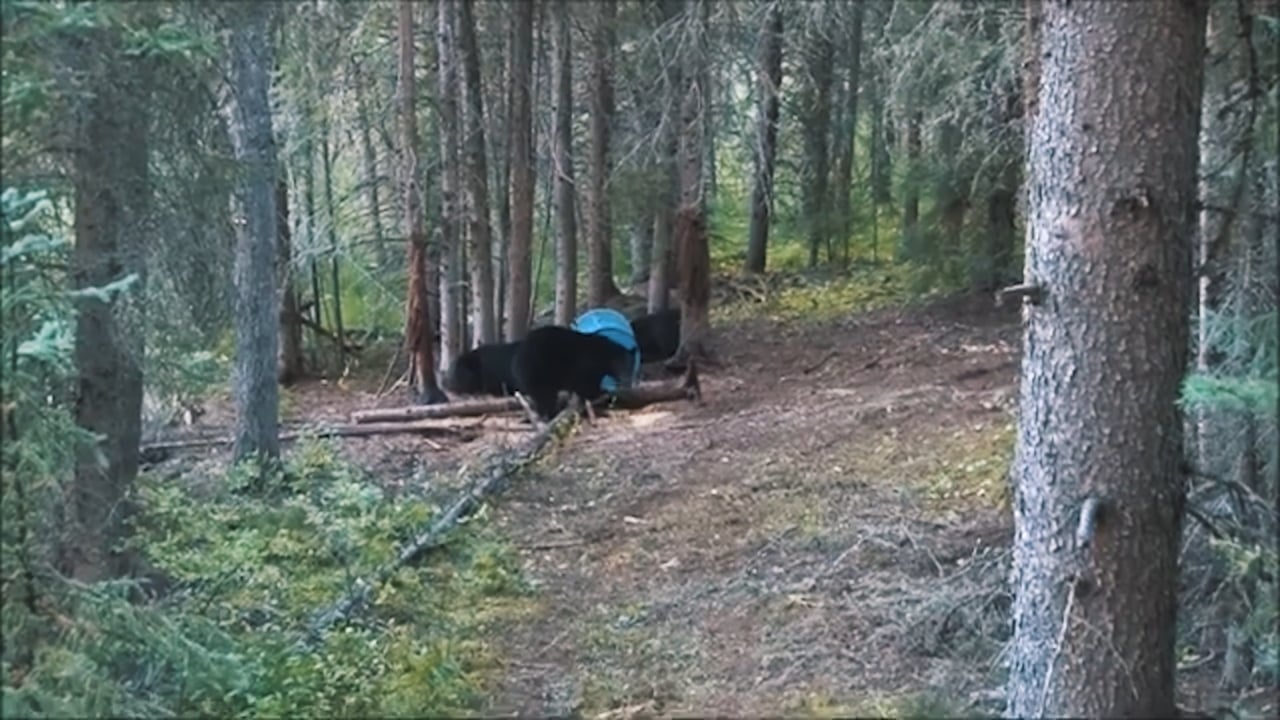 Bears at bait