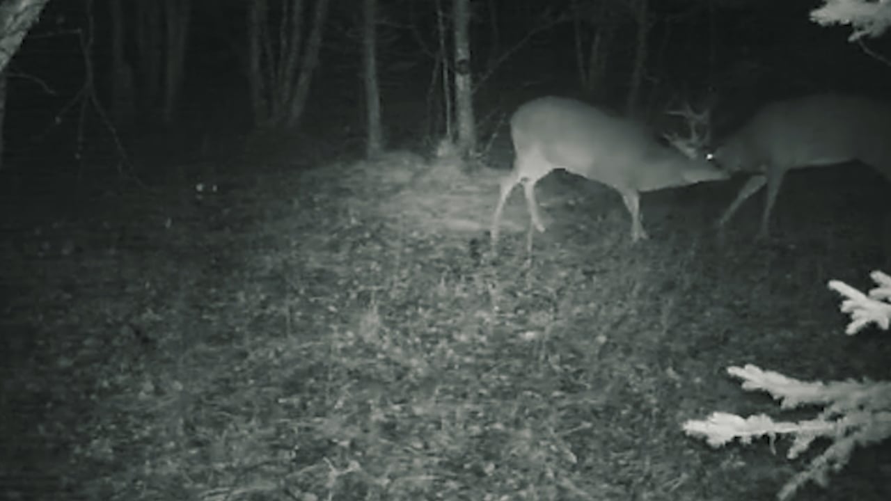 Sparring Whitetail