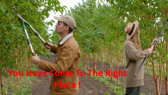 Timber Cuts Tree Trimming Service in Kaysville, UT