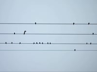 Renewables Grid Initiative, Case Film Voiceover
