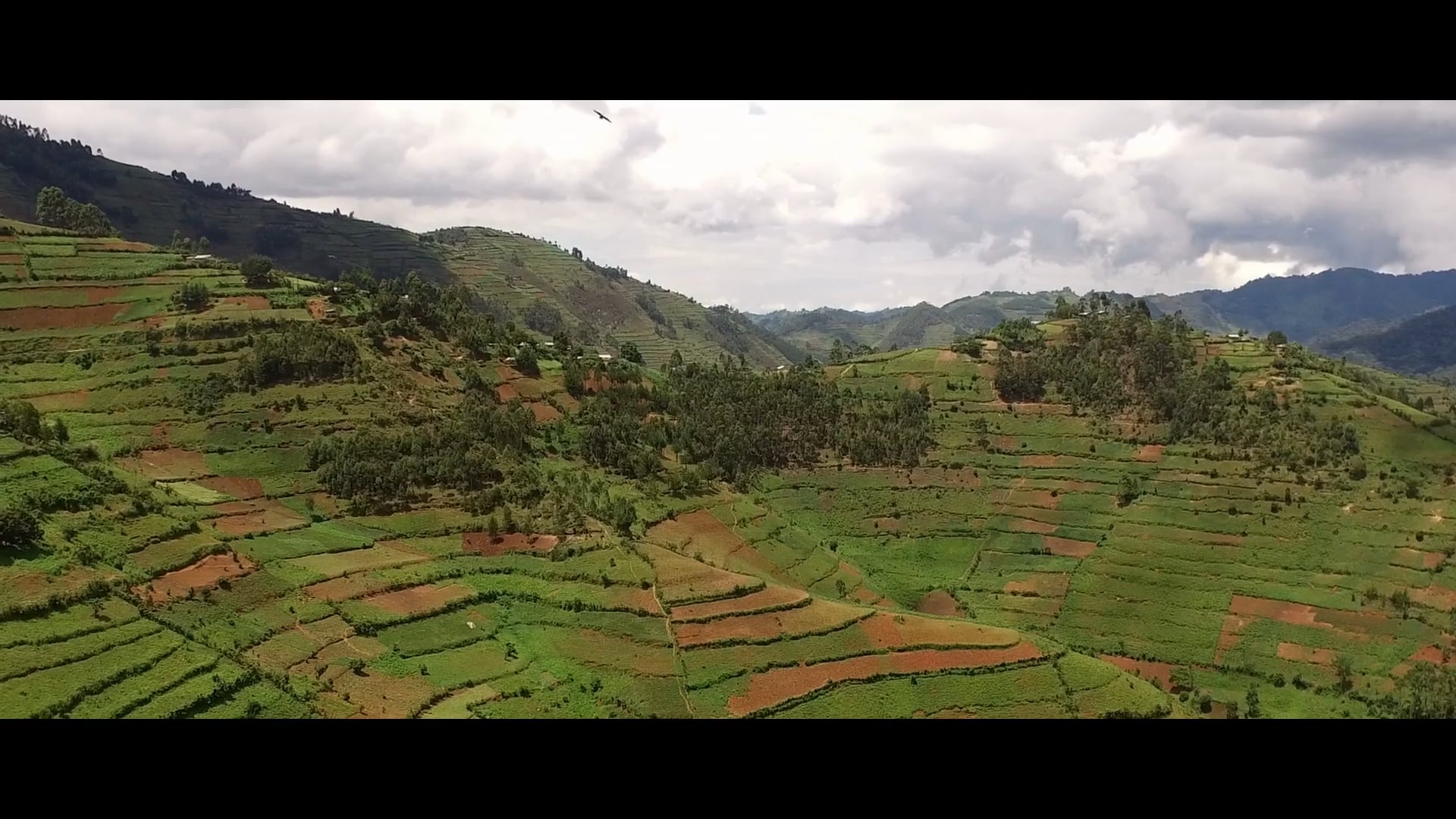 Javis - Uganda