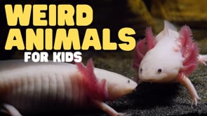 Vimeo Thumbnail