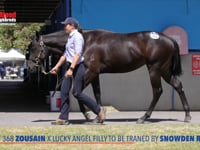 Zousain x Lucky Angel Filly