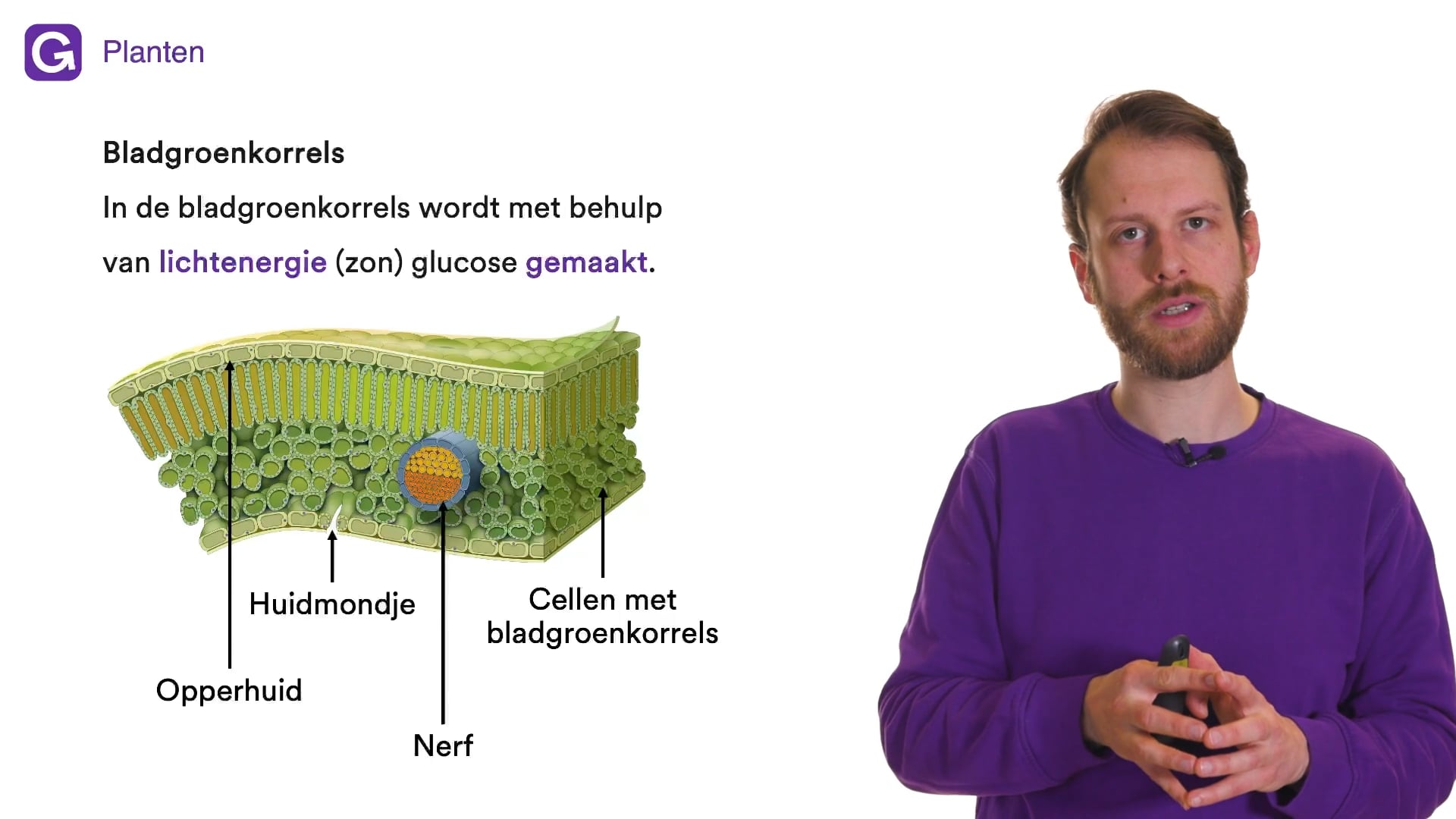 Planten (Nectar) oefenen | StudyGo, image size:1920x1080