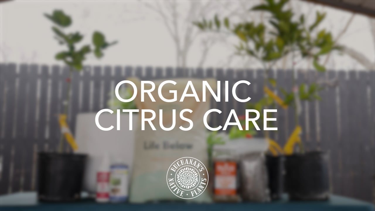 Buchanan's_Organic Citrus Care