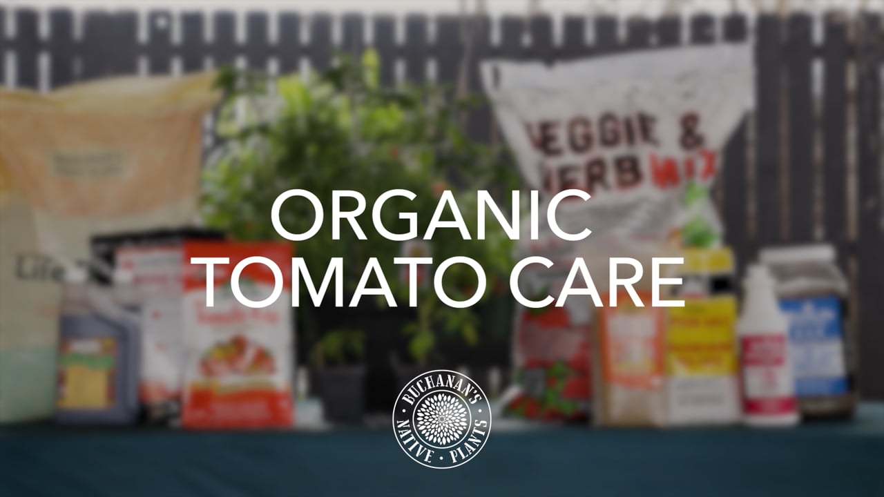 Buchanan's_Organic Tomato Care