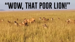 12-27-2023 Wow That Poor Lion