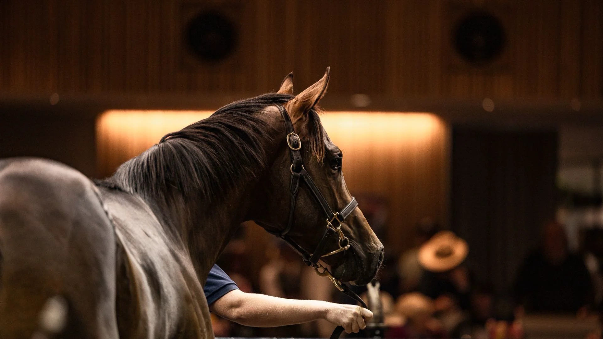 Inglis TV Richo's Crystal Ball Day 3 2024 Inglis Premier Yearling